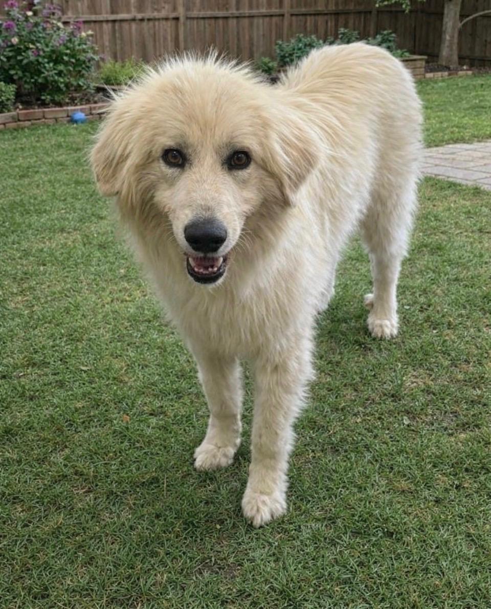 Enlarge Gideon, a ADOPTABLE Great Pyrenees in Evergreen, CO image 1/2