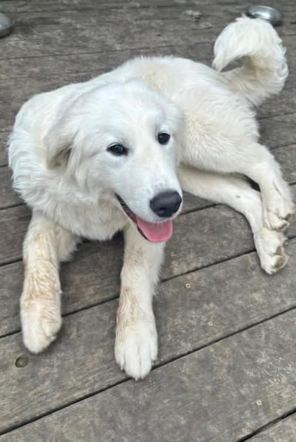 Enlarge Gideon, a ADOPTABLE Great Pyrenees in Evergreen, CO image 2/2