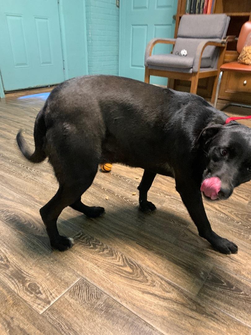 Enlarge Kate, a Adoptable mixed breed in Hearne, TX image 1/4