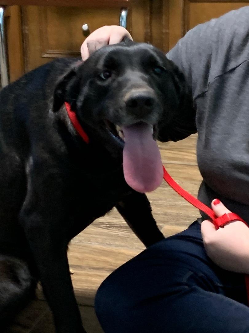 Enlarge Kate, a Adoptable mixed breed in Hearne, TX image 2/4