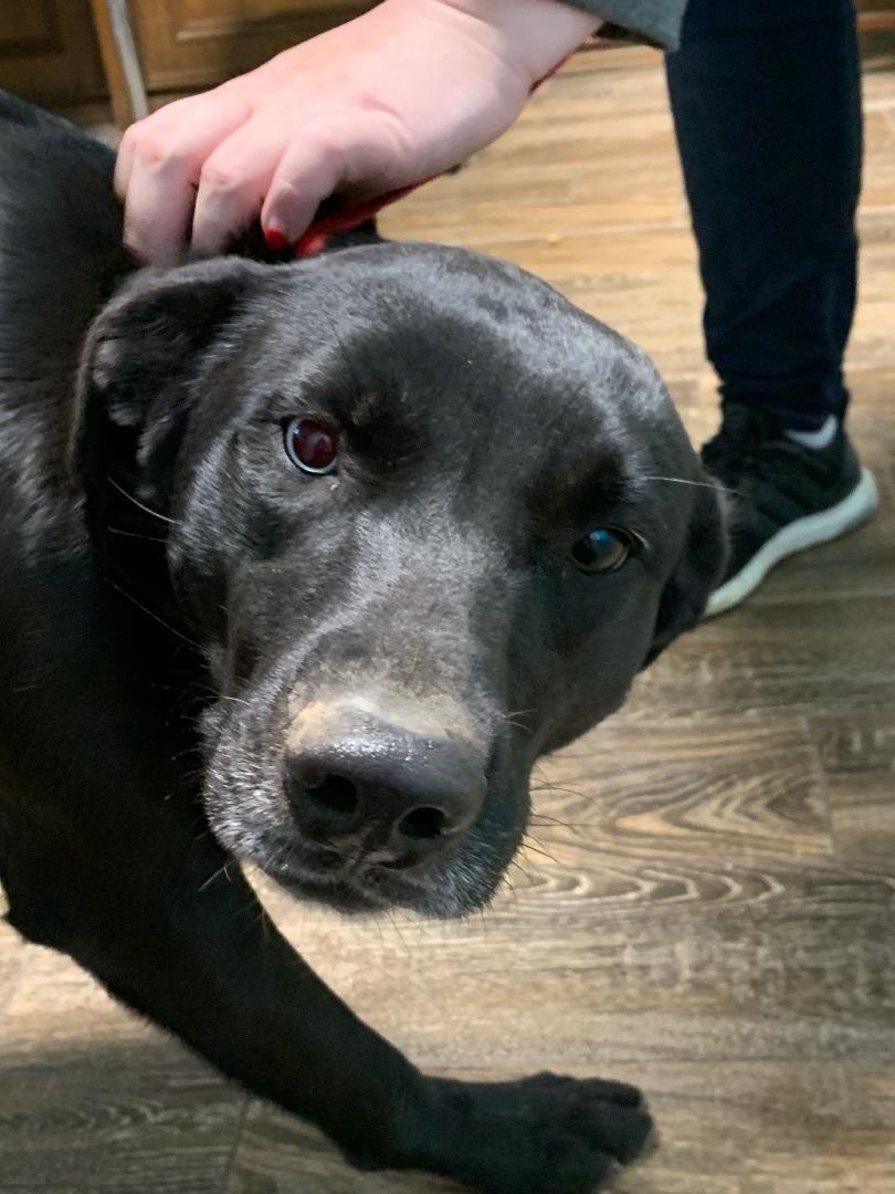 Enlarge Kate, a Adoptable mixed breed in Hearne, TX image 4/4