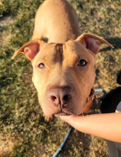 Honey Bun, Adoptable, Adult Female Terrier & Mixed Breed.