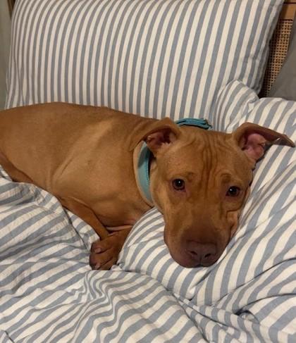 Honey Bun, a Adoptable mixed breed in Twinsburg, OH image 2/3