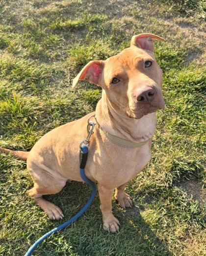 Honey Bun, a Adoptable mixed breed in Twinsburg, OH image 3/3