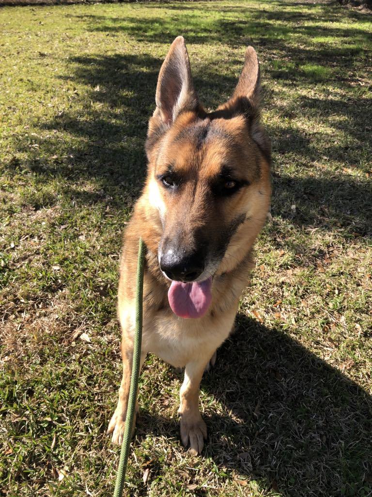 Buck, a Adoptable German Shepherd Dog in Raleigh, NC image 5/6