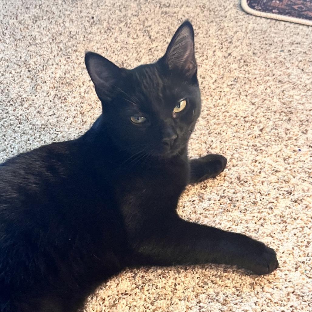 Link, Adoptable, Young Male Domestic Short Hair.