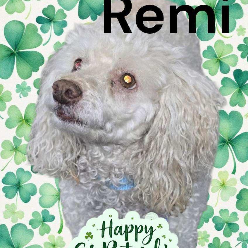 REMI, Adoptable, Senior Male Poodle & Poodle.