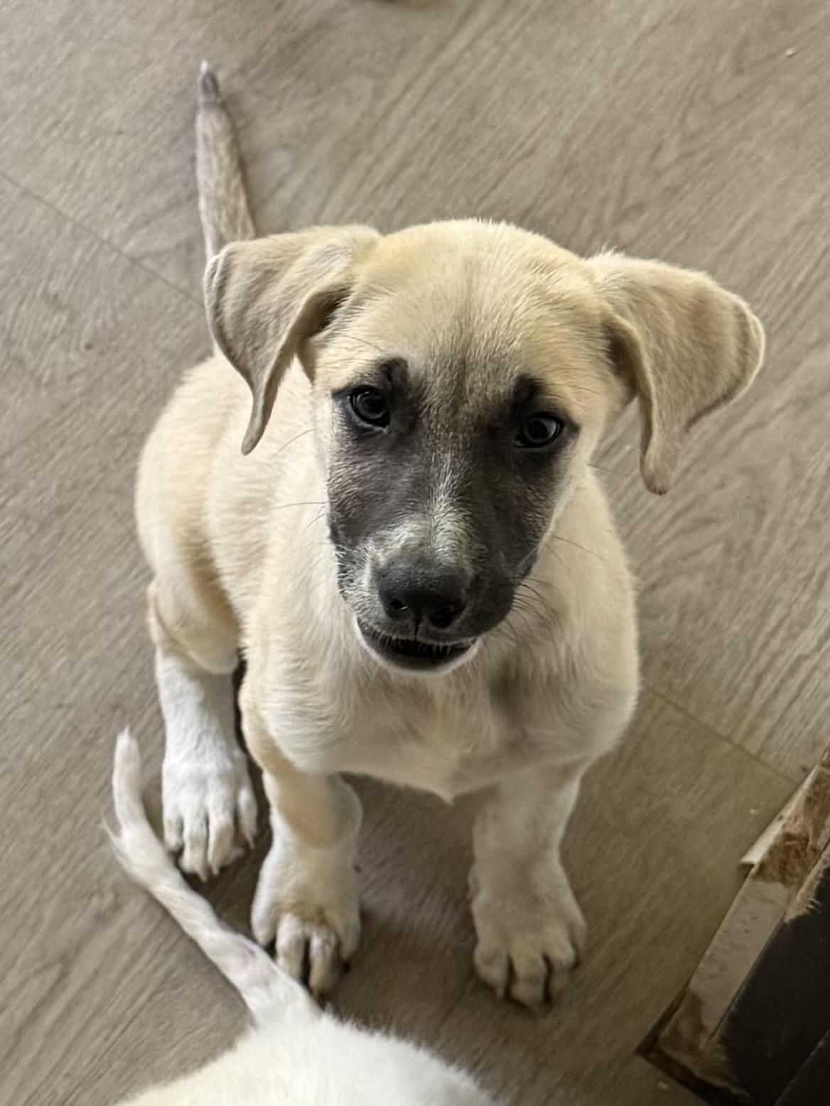 Enlarge Grateful Dead Pups, a Adoptable mixed breed in Succasunna, NJ image 5/6