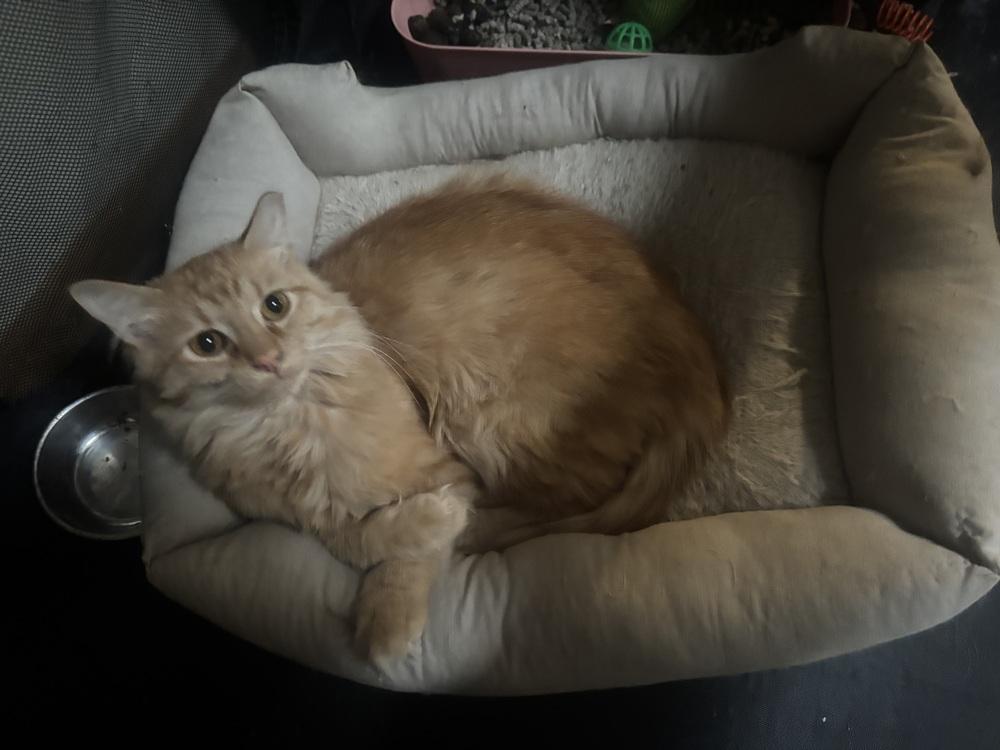Rocket, Adoptable, Adult Female Domestic Medium Hair.