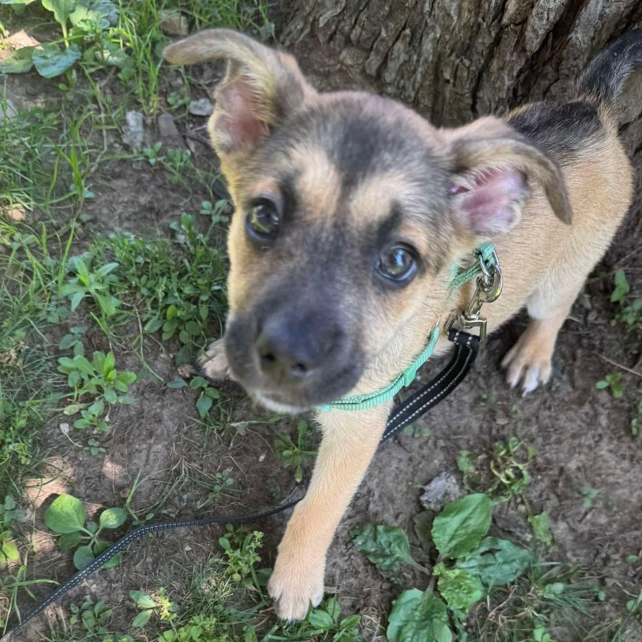 Enlarge Percy, an adopted mixed breed in Rochester, NY image 1/5