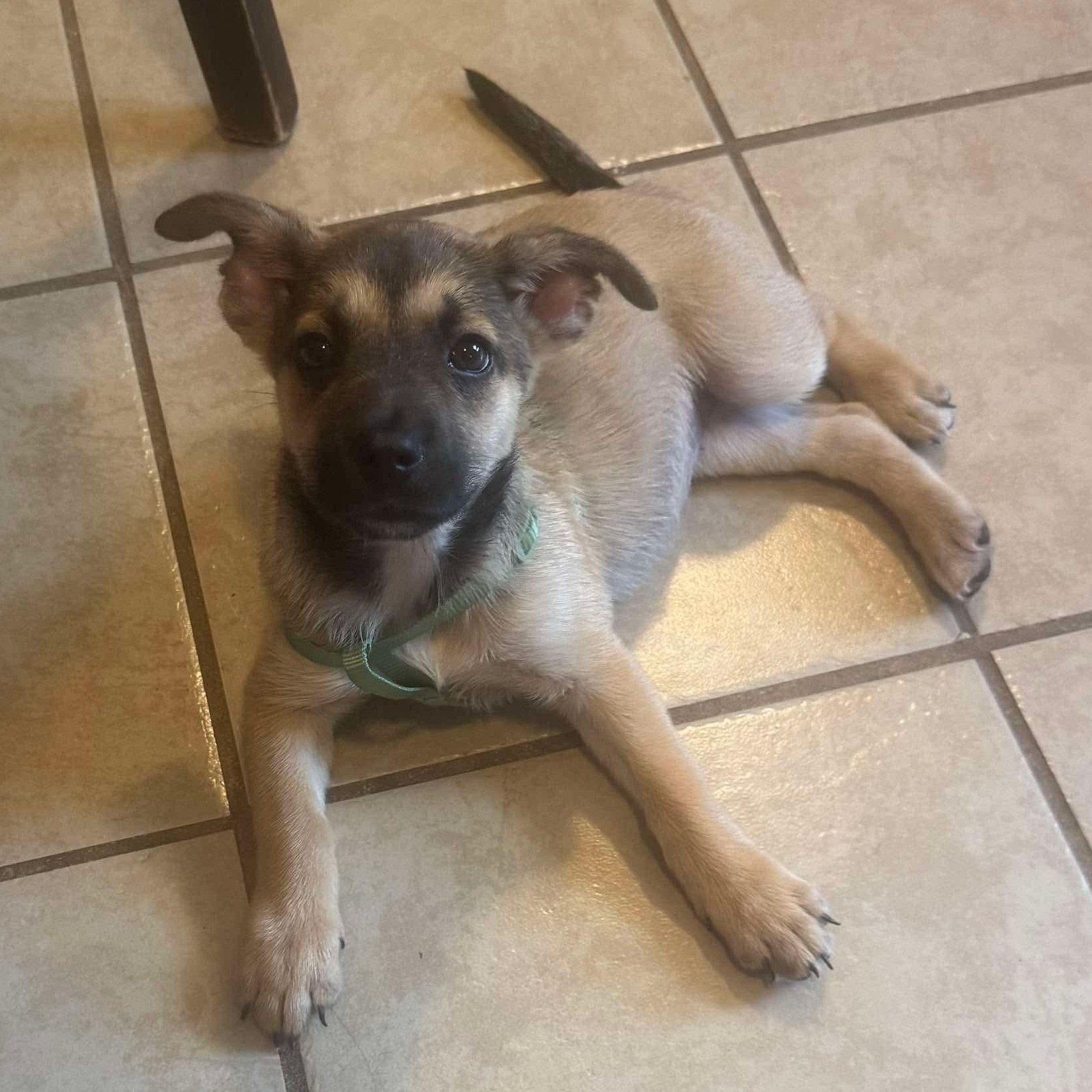 Enlarge Percy, an adopted mixed breed in Rochester, NY image 4/5