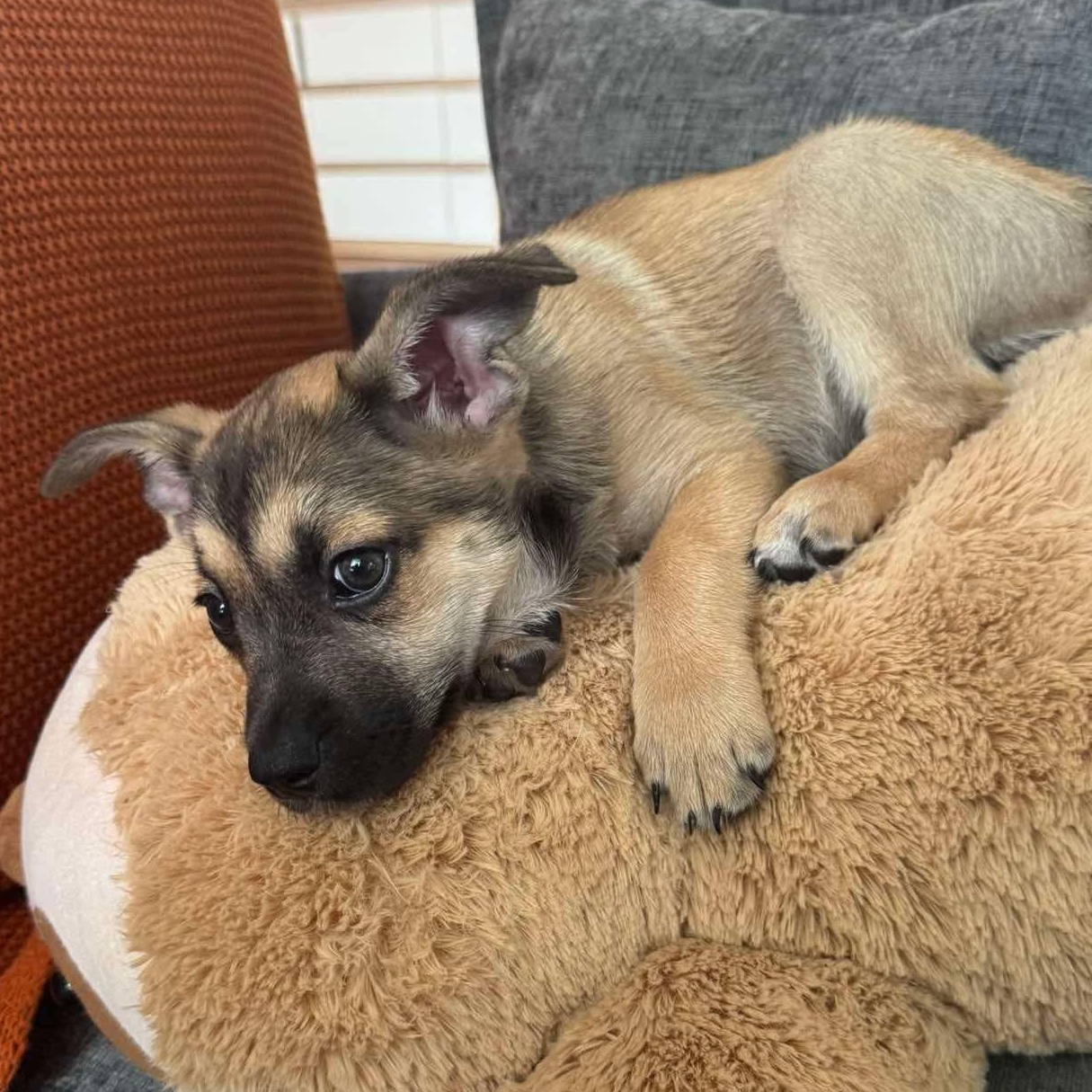 Enlarge Percy, an adopted mixed breed in Rochester, NY image 3/5