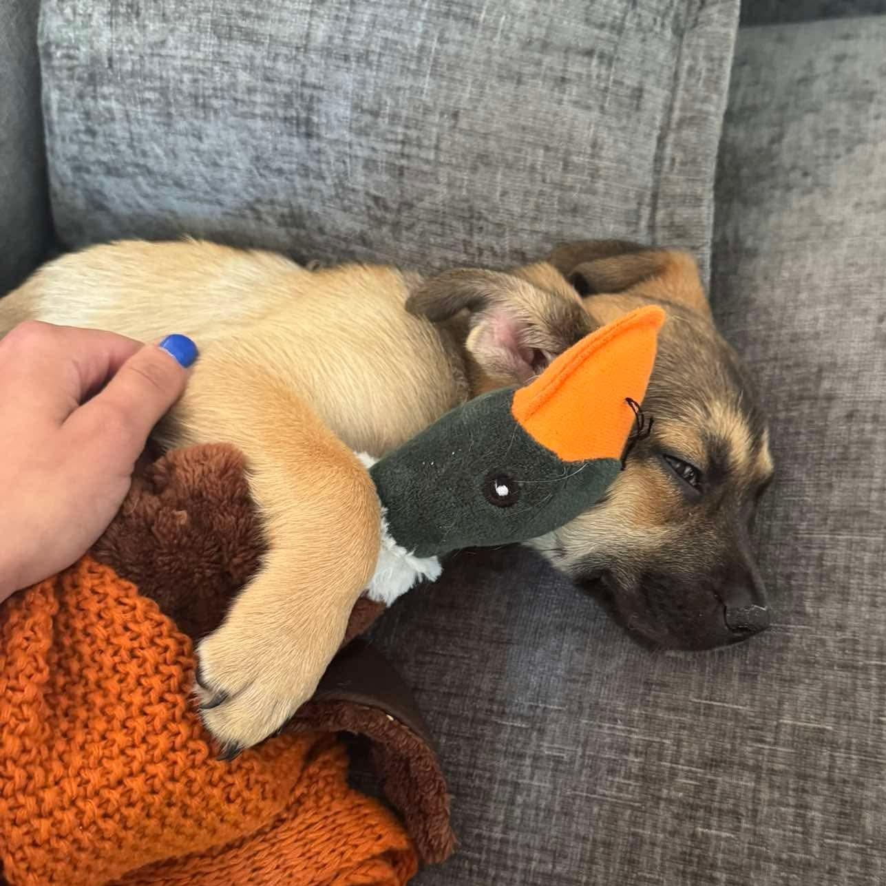 Enlarge Percy, an adopted mixed breed in Rochester, NY image 5/5