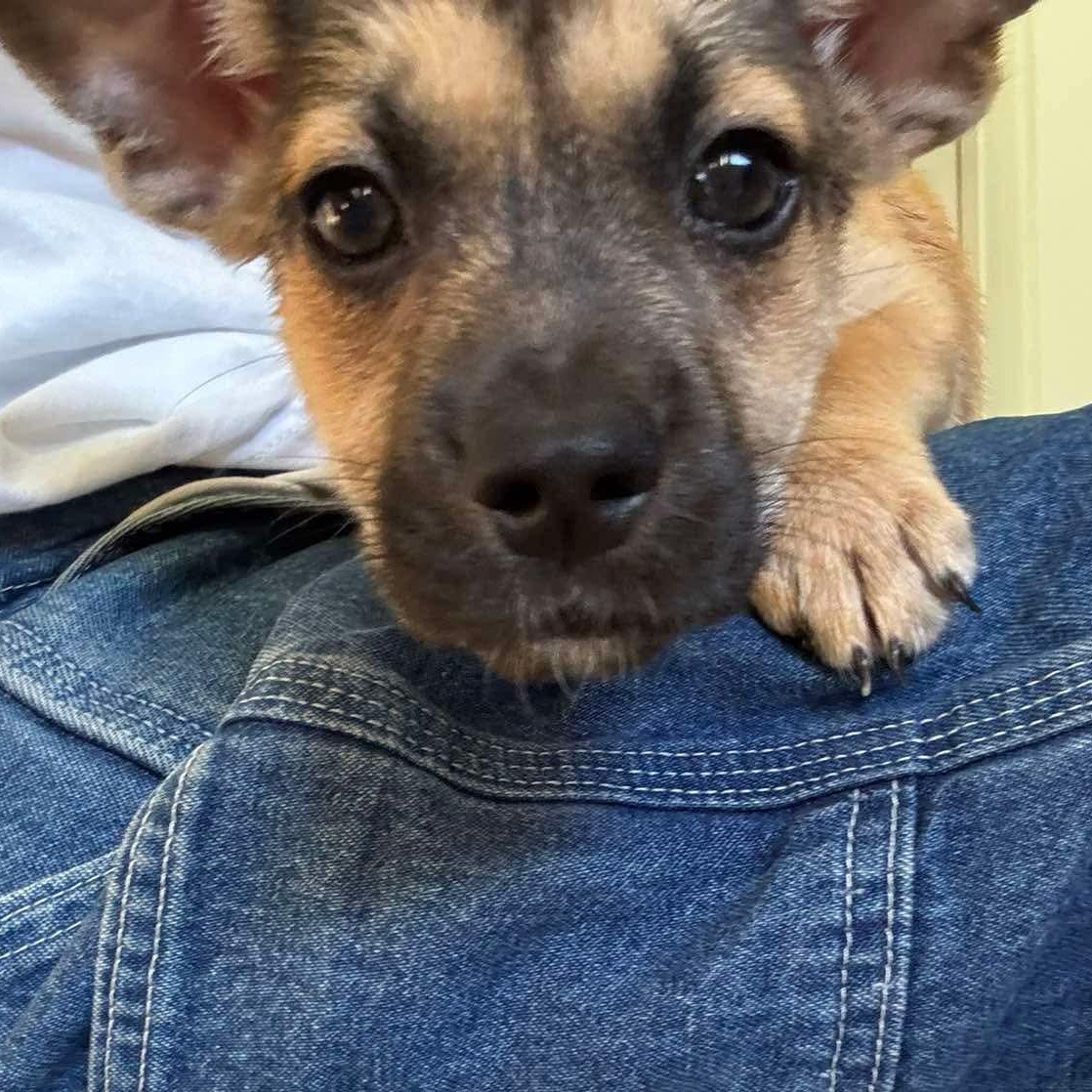 Enlarge Percy, an adopted mixed breed in Rochester, NY image 2/5