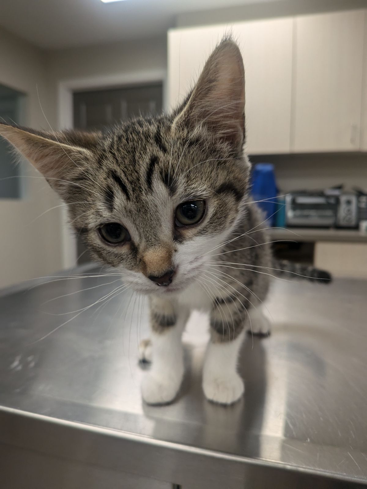 Minnow, Adopted, Kitten Female Domestic Short Hair.