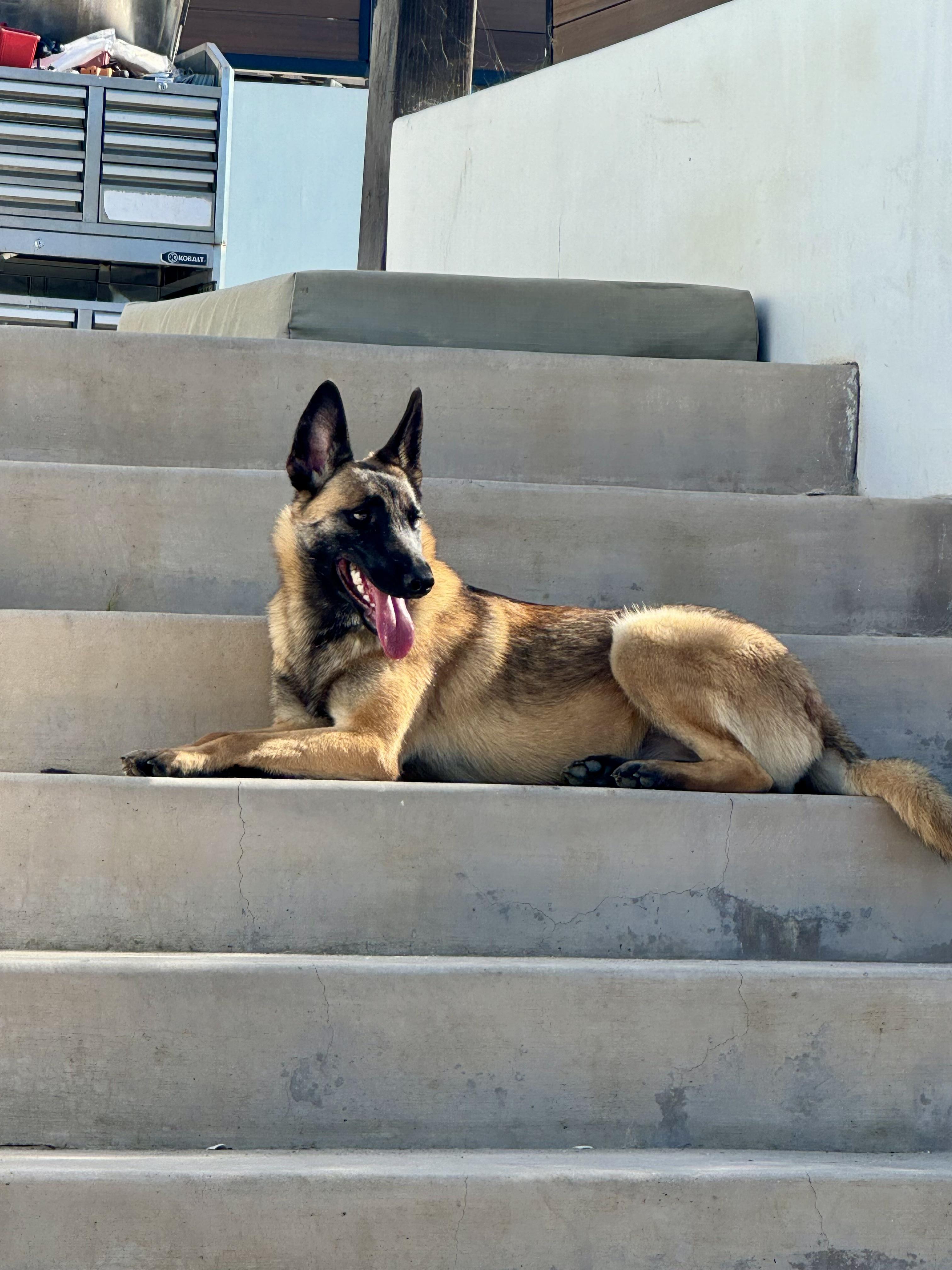 Pumpkin, a Adoptable mixed breed in Los Gatos, CA image 2/6