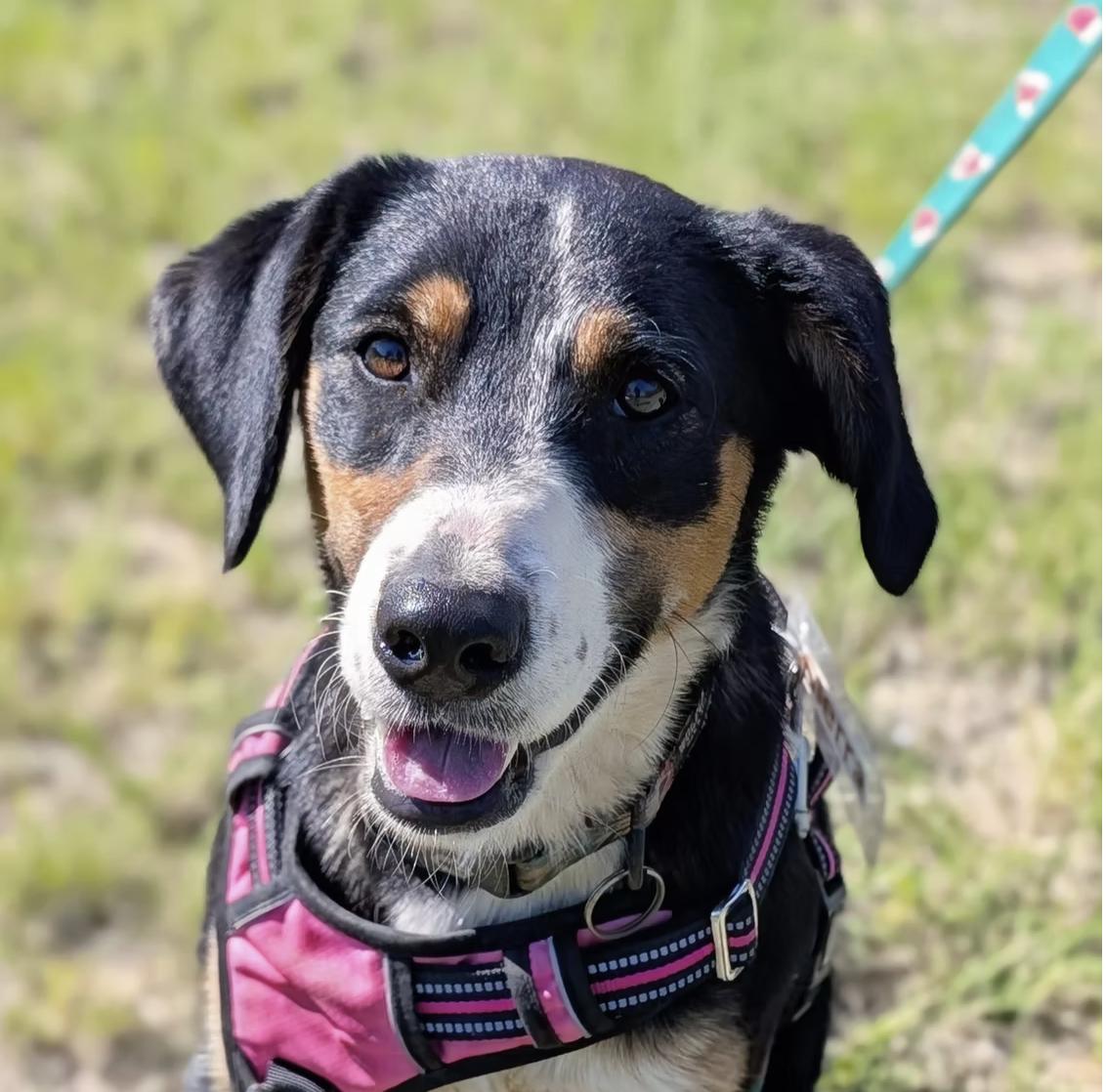 Sierra, adopted, Young Female Mixed Breed.