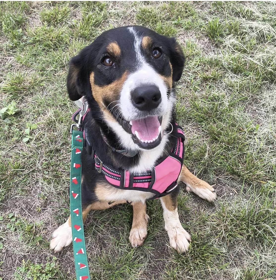 Sierra, an adopted mixed breed in Marble Falls, TX image 2/2