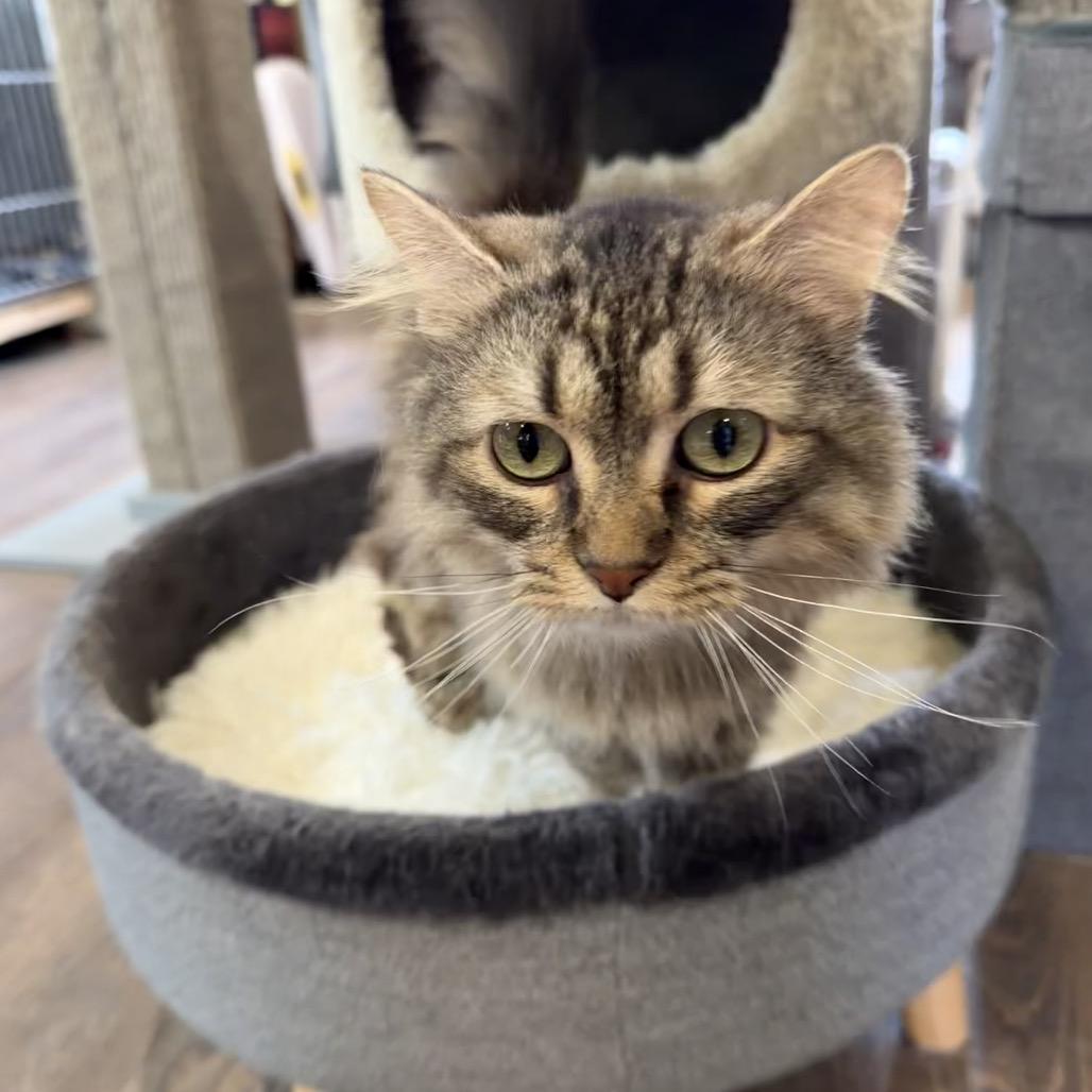 Cleopatra, a Adoptable Domestic Long Hair in Park Falls, WI image 1/6