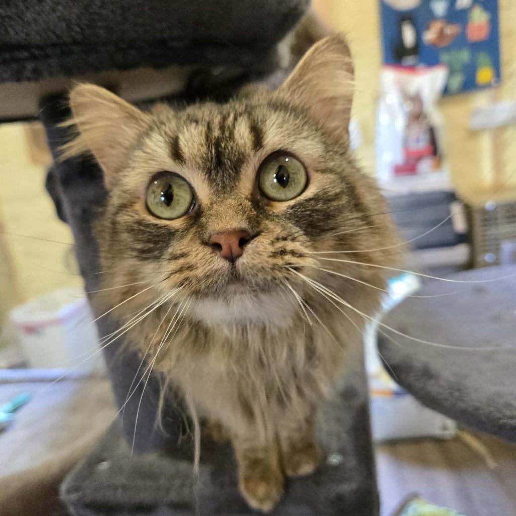 Cleopatra, Adoptable, Adult Female Domestic Long Hair.