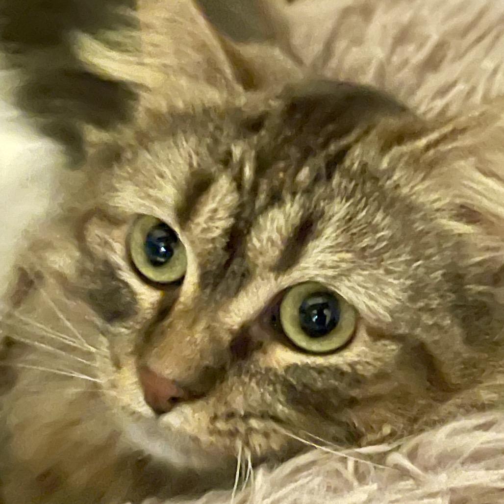 Cleopatra, a Adoptable Domestic Long Hair in Park Falls, WI image 2/2