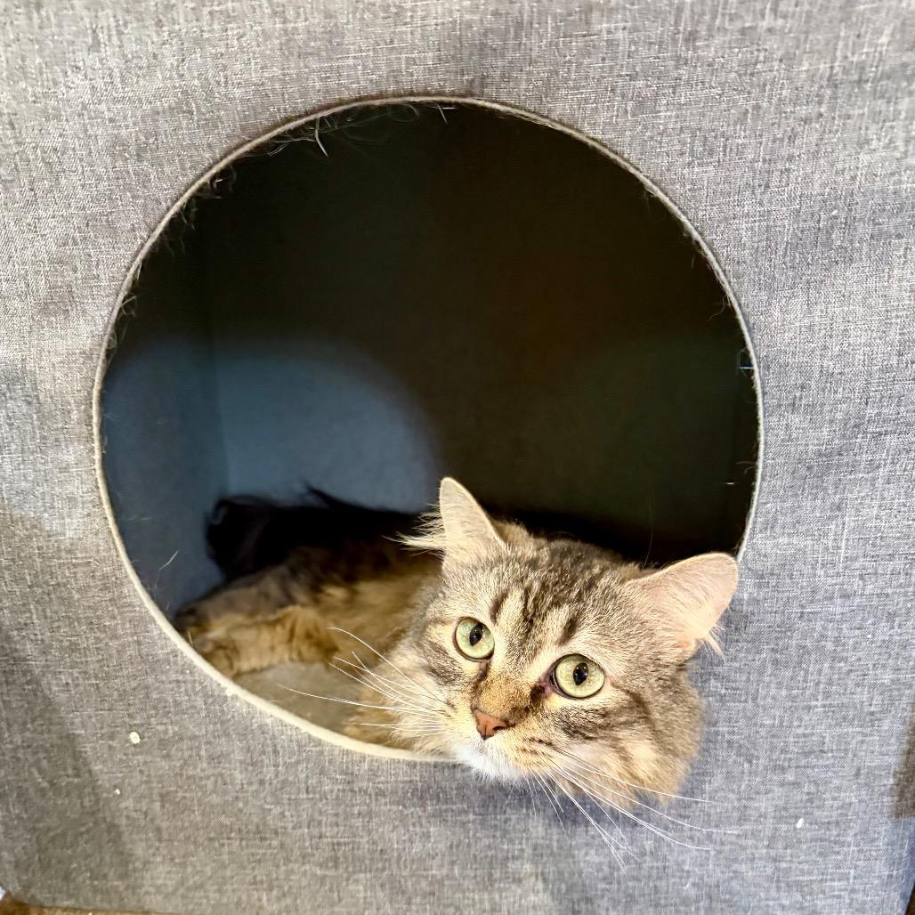 Cleopatra, a Adoptable Domestic Long Hair in Park Falls, WI image 4/6