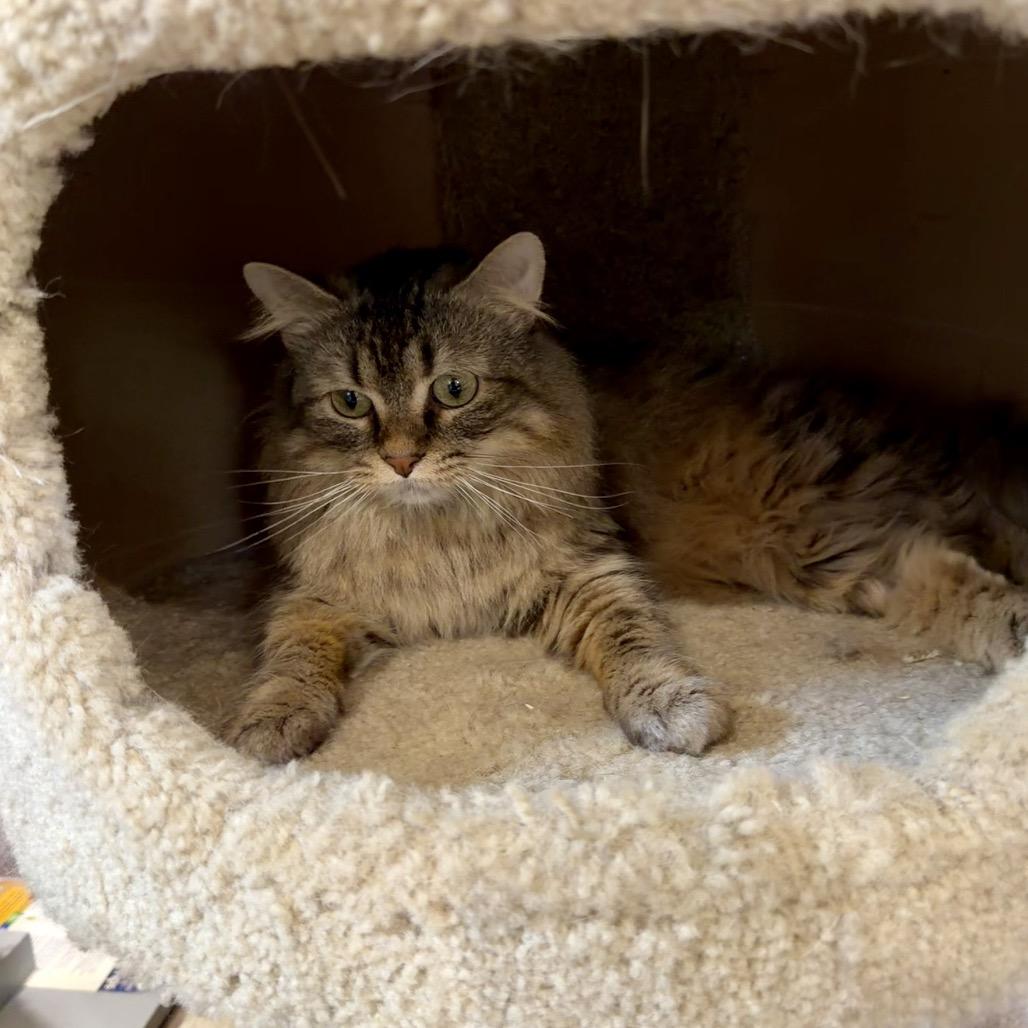 Cleopatra, a Adoptable Domestic Long Hair in Park Falls, WI image 5/6