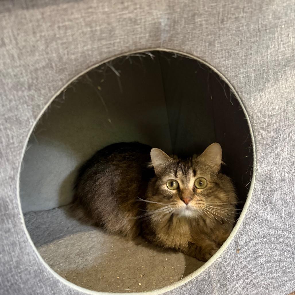 Cleopatra, a Adoptable Domestic Long Hair in Park Falls, WI image 6/6