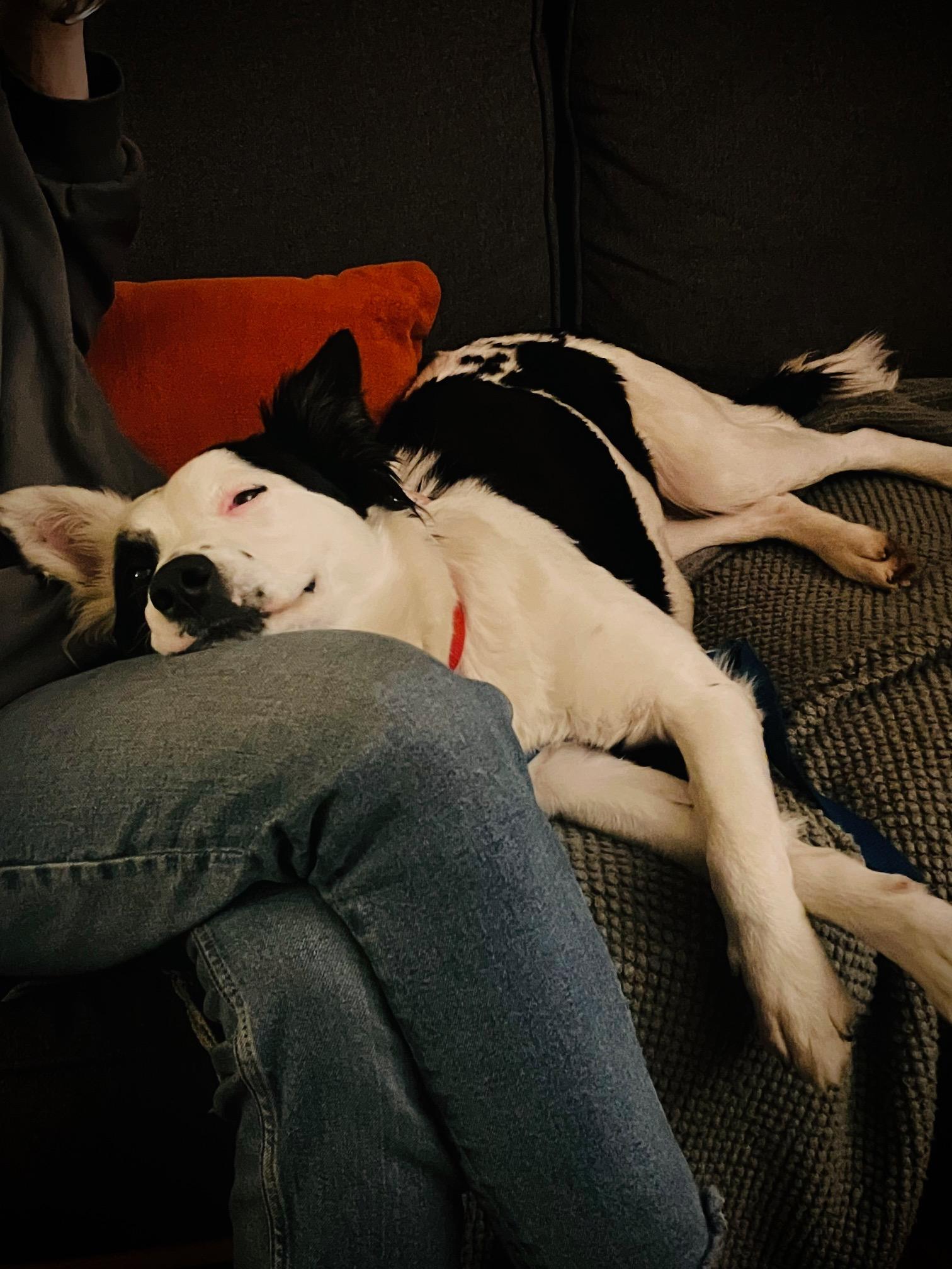 Laika, Adopted, Adult Female Border Collie.