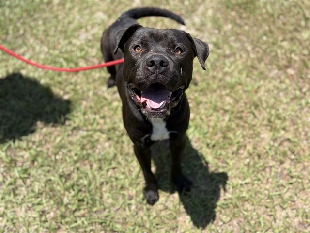 Enlarge KENNY, a Adoptable Pit Bull Terrier in Saint Cloud, FL image 1/1