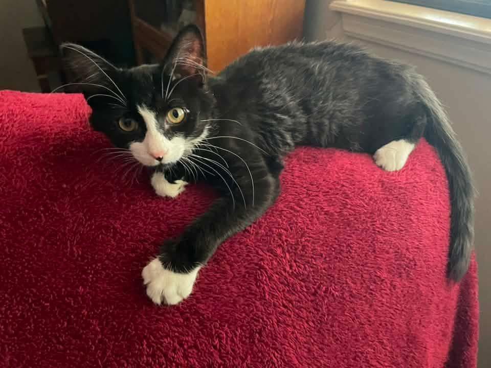 Gizmo, ADOPTABLE, Young Male Domestic Medium Hair.