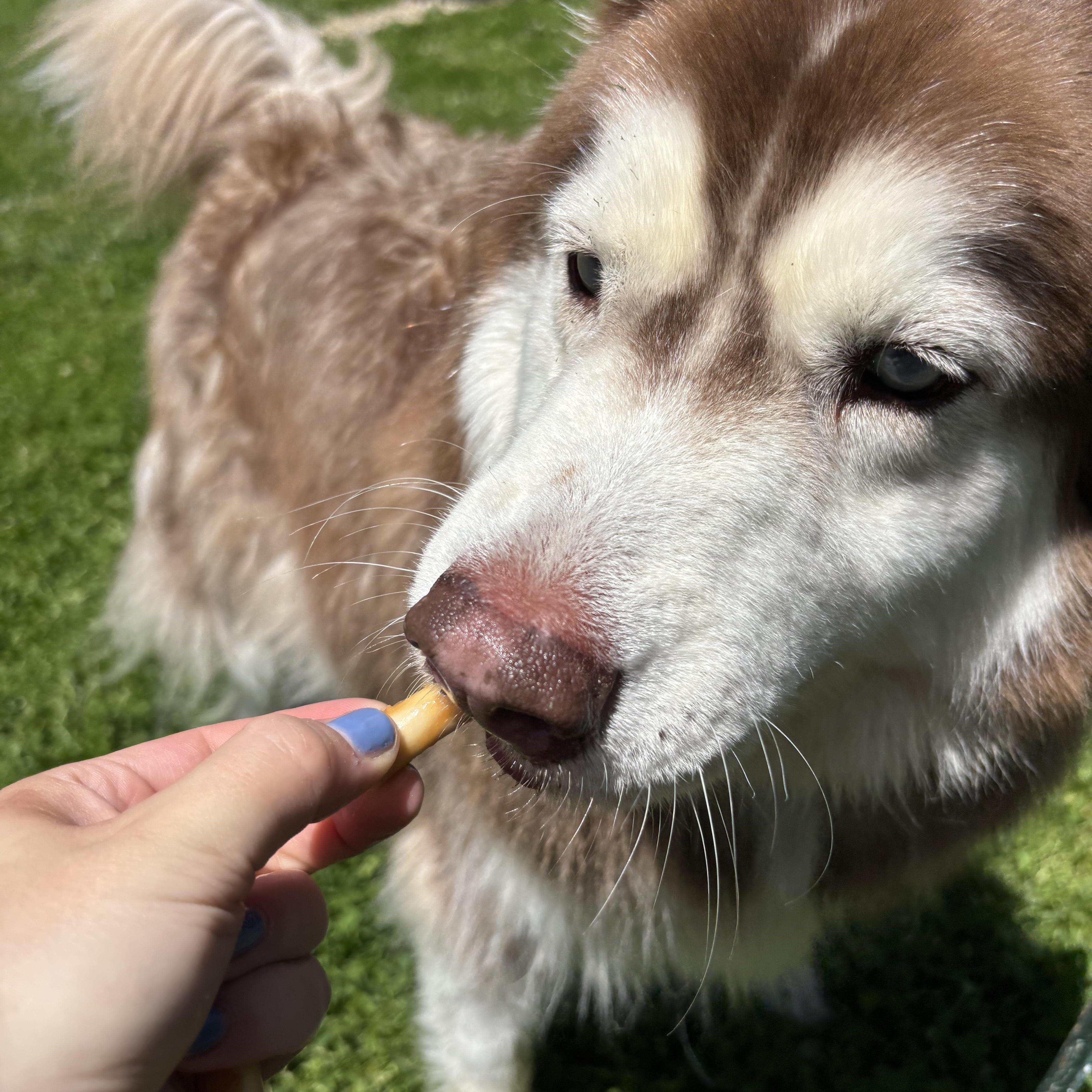 Chief, a ADOPTABLE Alaskan Malamute in Circleville, OH image 2/3