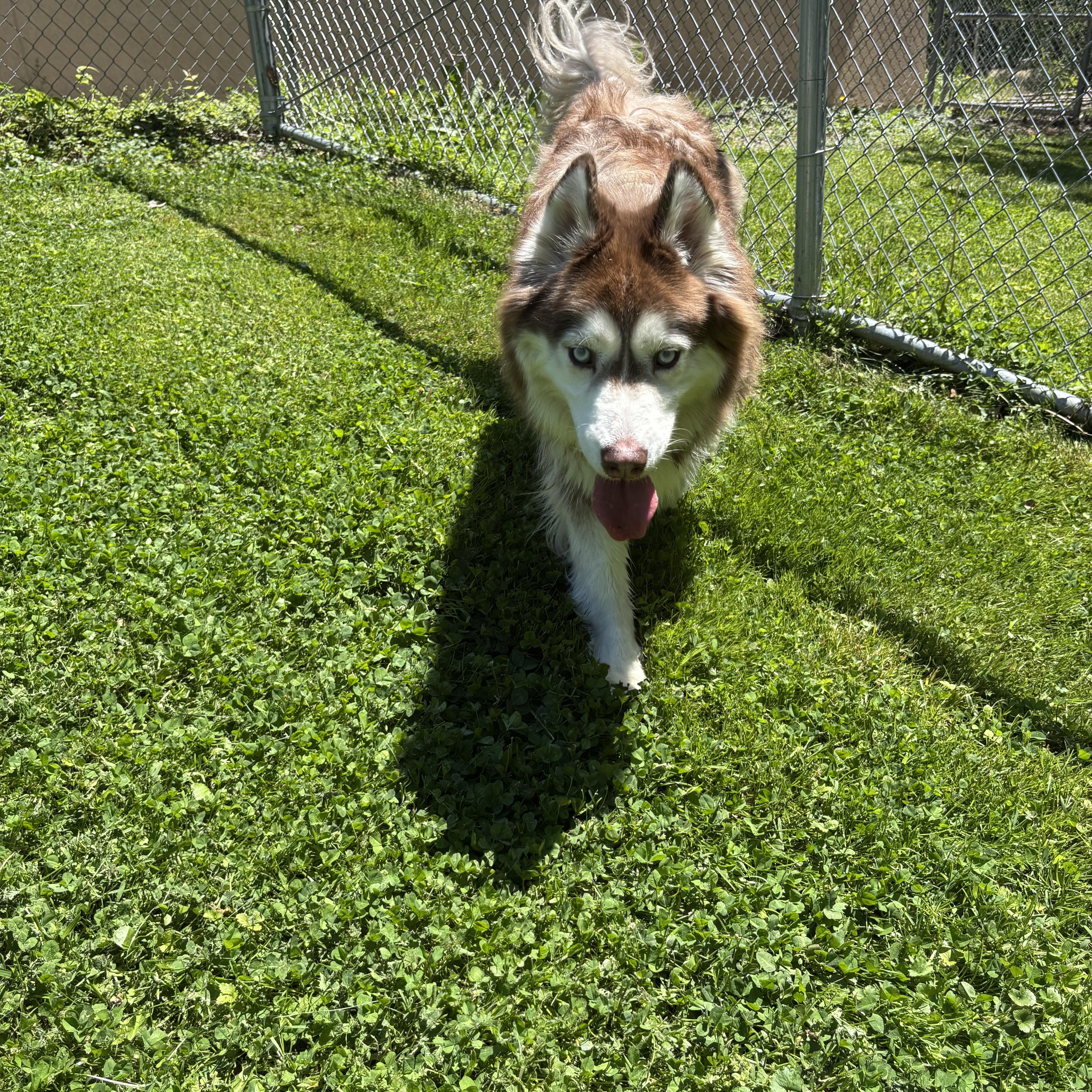 Chief, a ADOPTABLE Alaskan Malamute in Circleville, OH image 3/3
