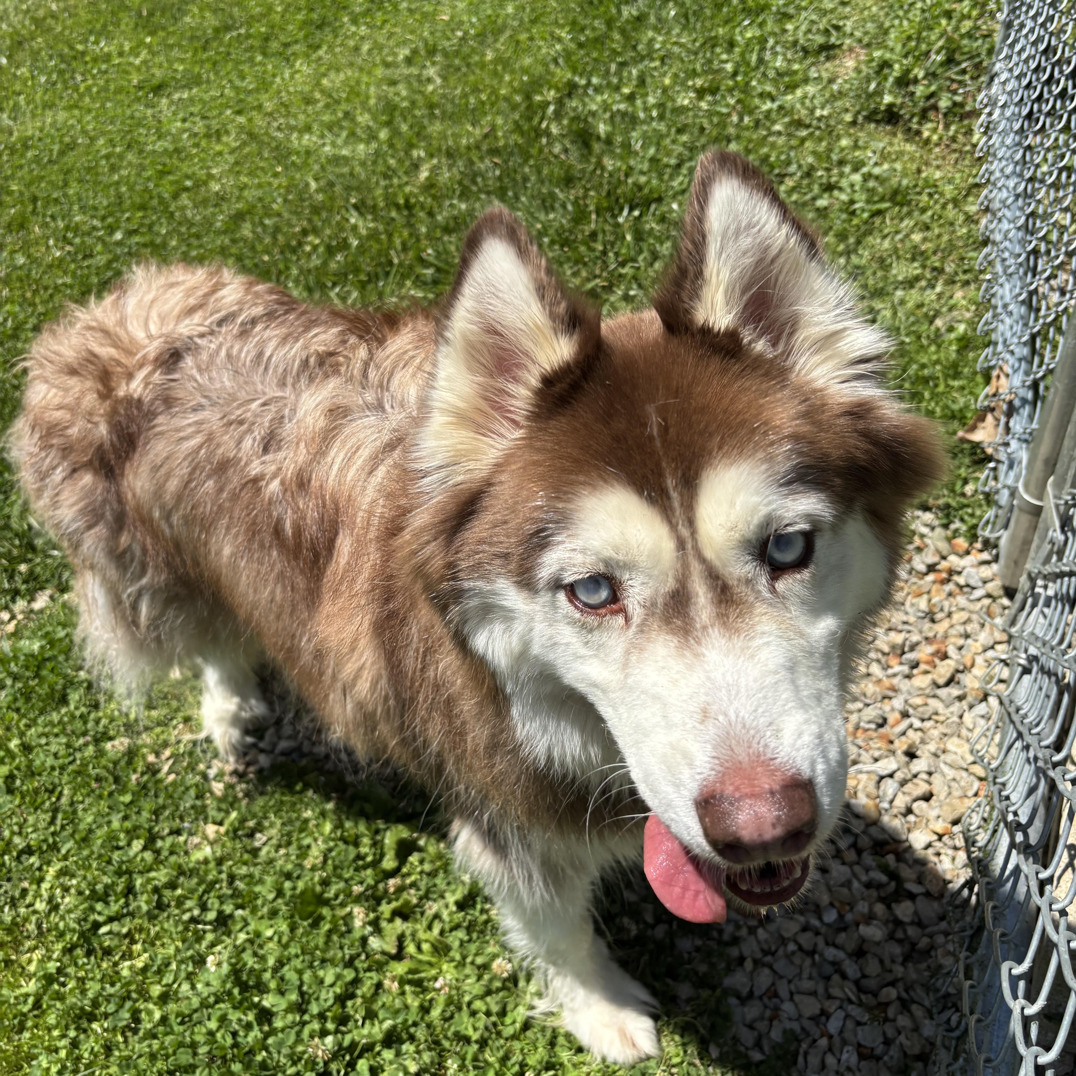 Chief, ADOPTABLE, Senior Male Alaskan Malamute.