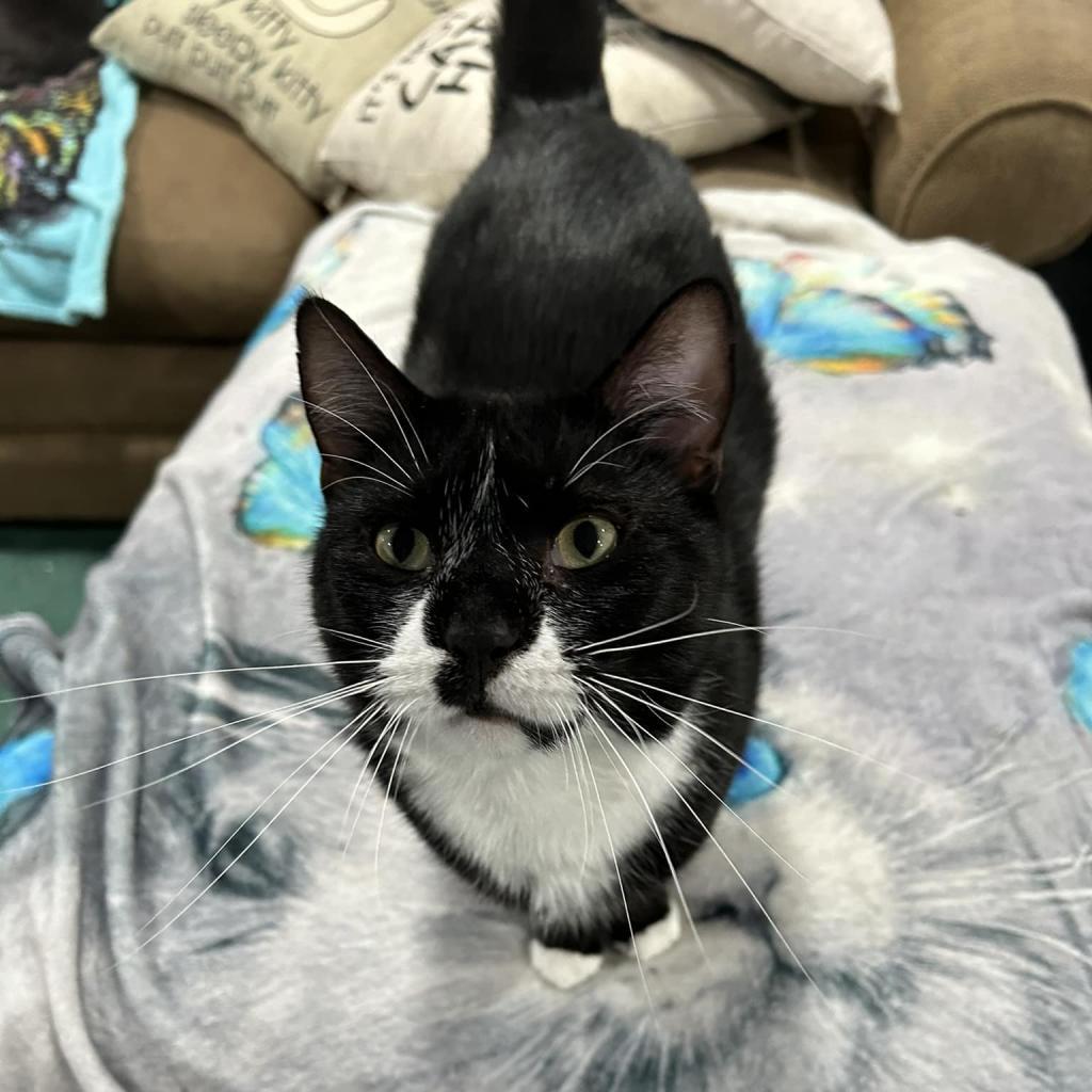 Enlarge Prince, a Adoptable Domestic Short Hair in Pocono Summit, PA image 2/6