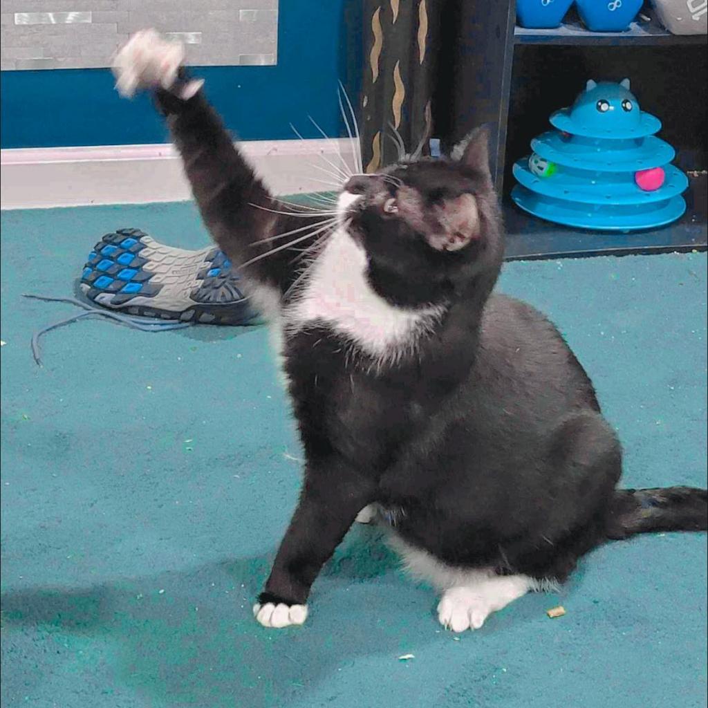 Enlarge Prince, a Adoptable Domestic Short Hair in Pocono Summit, PA image 3/6