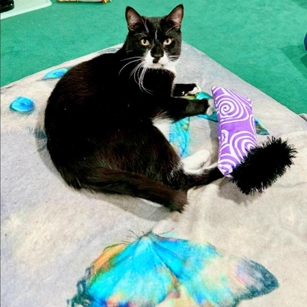 Enlarge Prince, a Adoptable Domestic Short Hair in Pocono Summit, PA image 4/6