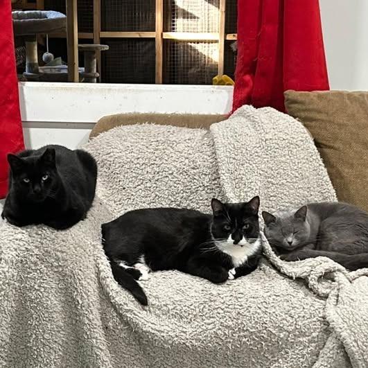 Enlarge Prince, a Adoptable Domestic Short Hair in Pocono Summit, PA image 5/6