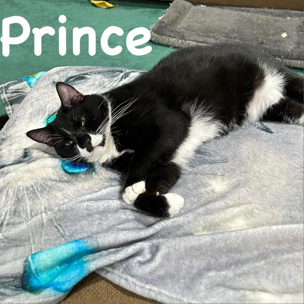 Enlarge Prince, a Adoptable Domestic Short Hair in Pocono Summit, PA image 6/6