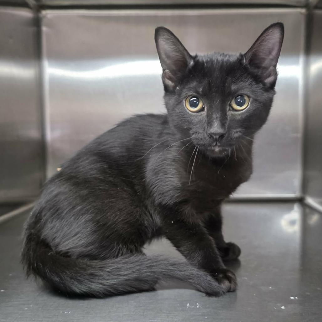 Lurch, Adoptable, Kitten Male Domestic Short Hair.