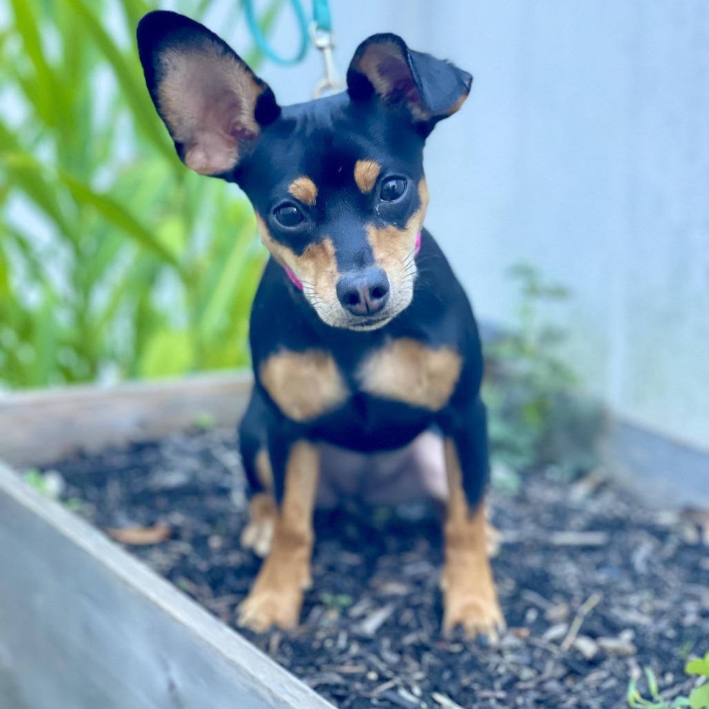 Cee Cee, Adoptable, Young Female Chihuahua & Miniature Pinscher.