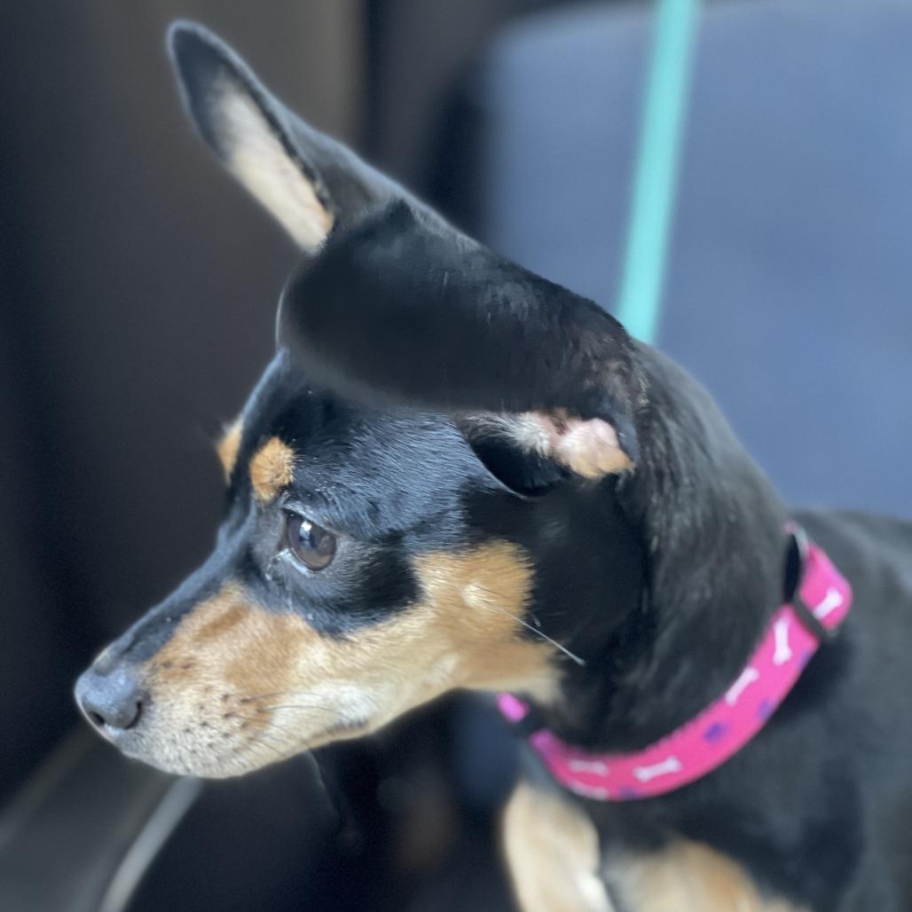 Enlarge Cee Cee, a Adoptable mixed breed in Summerfield, NC image 2/3