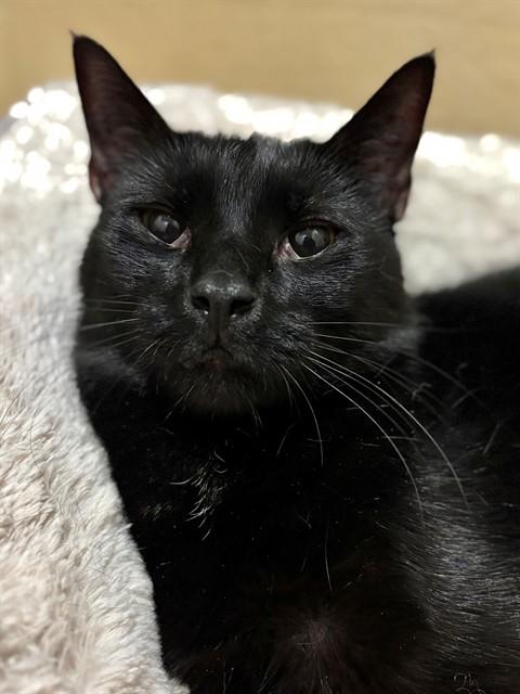 Enlarge CHUCK, a Adoptable Domestic Short Hair in York, SC image 1/1