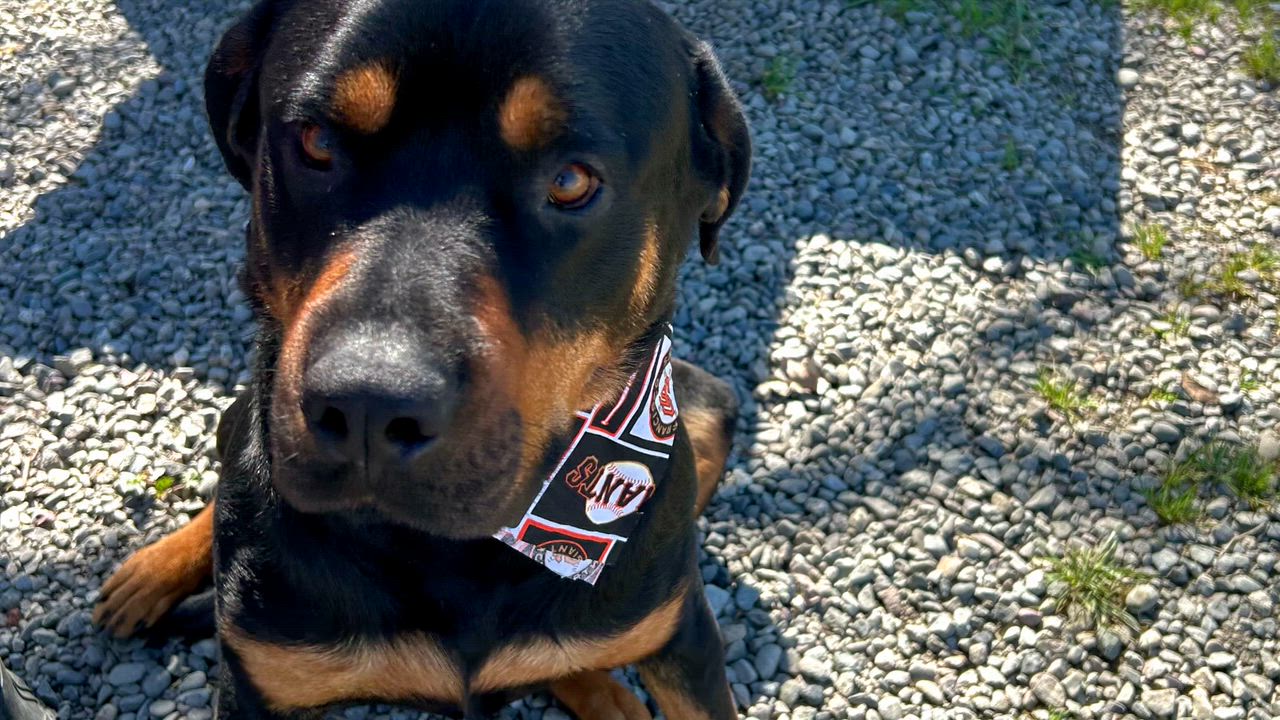 Enlarge Roy, an adopted Rottweiler in Woodland, CA video 1/2