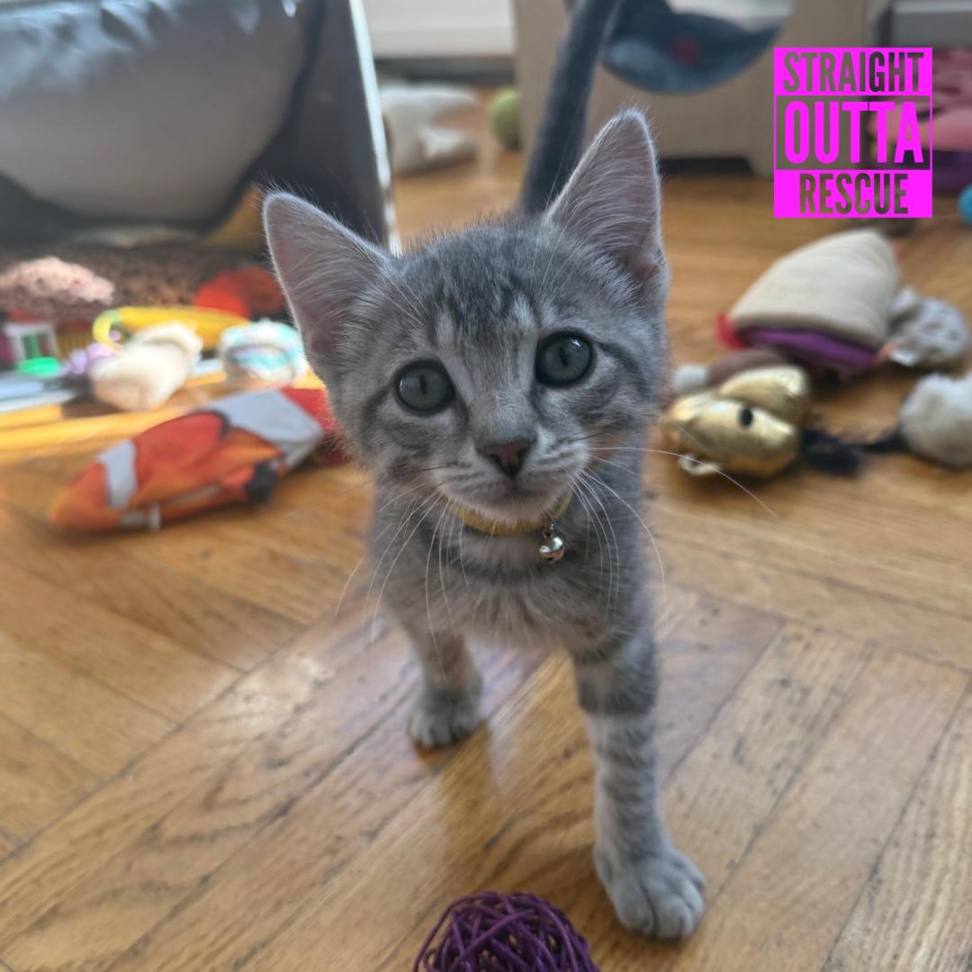 David Meowie, an adopted Domestic Short Hair in Vancouver, BC image 1/4