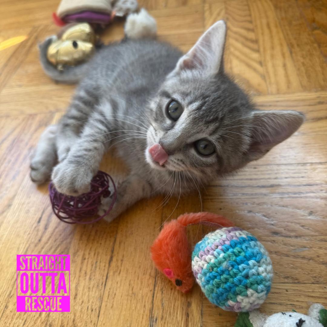 David Meowie, an adopted Domestic Short Hair in Vancouver, BC image 3/4