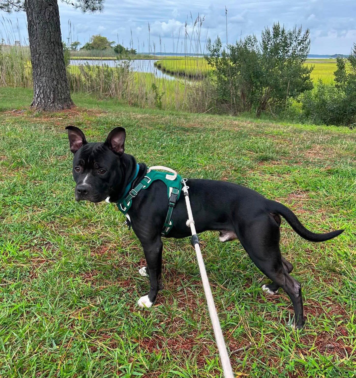 Enlarge Bowser, a Adoptable Pit Bull Terrier in Rockville, MD image 1/3