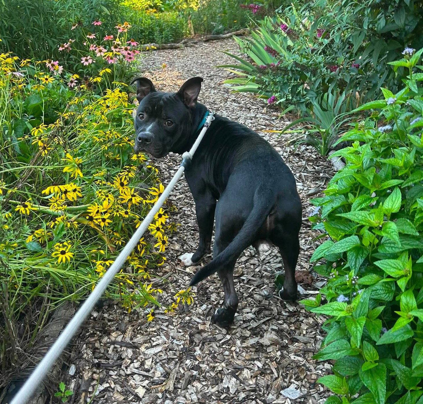 Enlarge Bowser, a Adoptable Pit Bull Terrier in Rockville, MD image 2/3