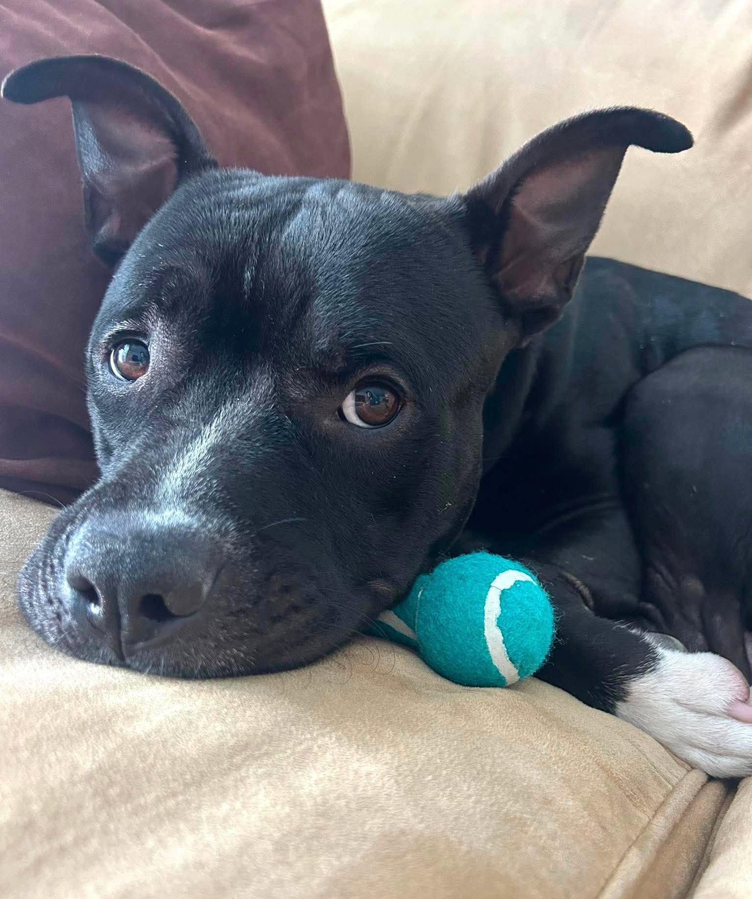 Enlarge Bowser, a Adoptable Pit Bull Terrier in Rockville, MD image 3/3