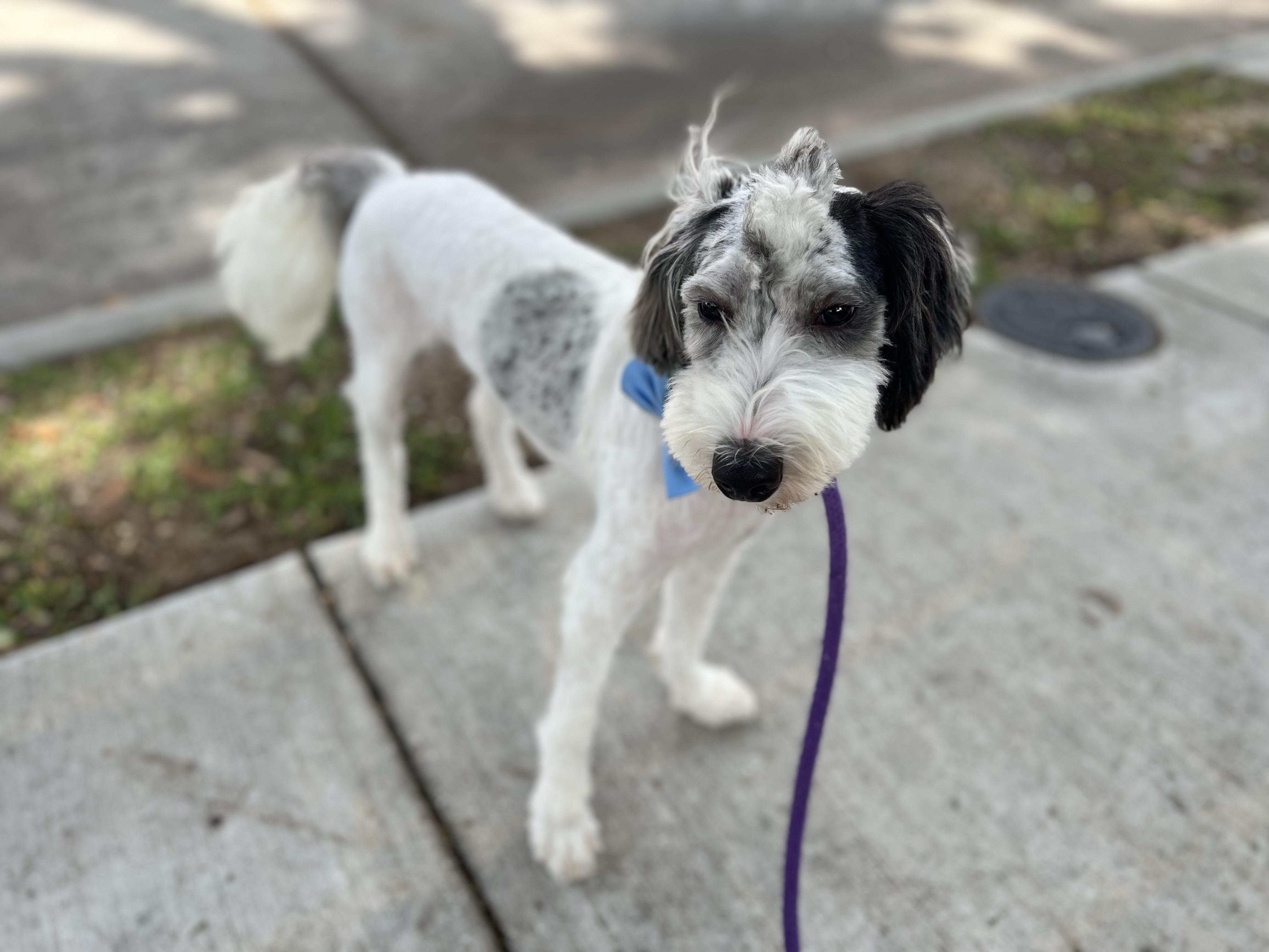 Custard, a ADOPTABLE Sheepadoodle in New Orleans, LA image 3/3